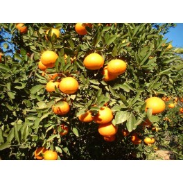 Mandarina Ortanique mesa 10 Kg ecológica