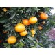 Mandarina Ortanique taula 10 Kg ecològica