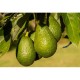 Aguacate Hass 10 kg