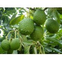 Aguacate Hass 5 kg