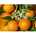 Orange Valencia-Late table 15 Kg