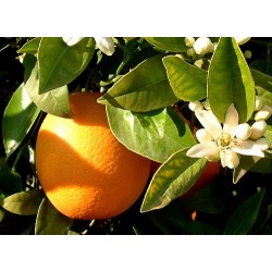 Valencia-Late table-juice orange 15 Kg
