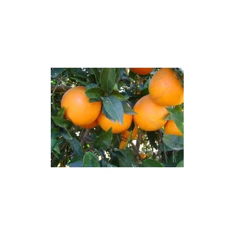 Valencia-Late table orange 10 Kg