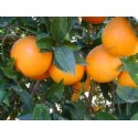 Naranja Valencia-Late mesa 10 Kg