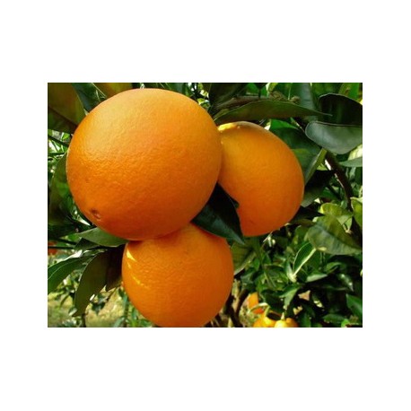 Taronja Navel taula 10 Kg