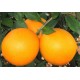 Navel table orange 15 Kg