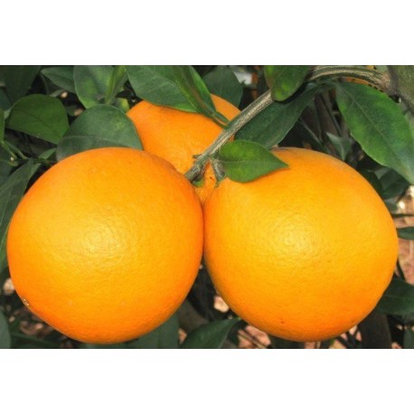 Orange Navel table 15 Kg 