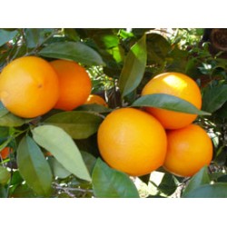 Taronja Navel taula i suc 15 Kg
