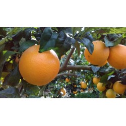 Orange Navelina table 15 Kg