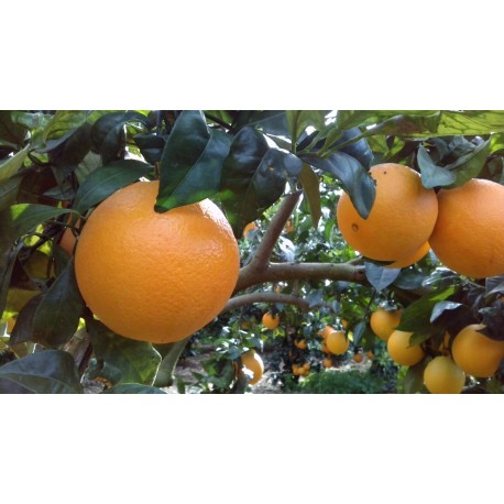 Taronja Navelina taula 15 Kg