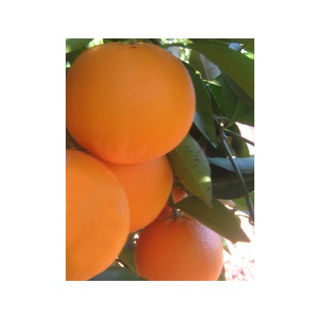Taronja Navel-Lane taula 10 kg