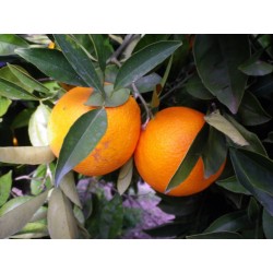 Navel-Lane table-juice orange 15 kg