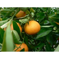 Mandarina Ortanique mesa 10 Kg