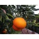 Mandarina Ortanique mesa 15 Kg