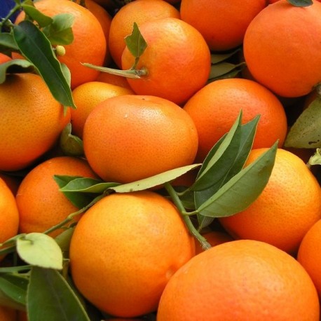 Mandarina Clemenvilla mesa 15 kg