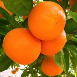 Mandarine Clemenvilla table 10 kg
