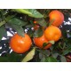 Mandarina Fortuna 10kg