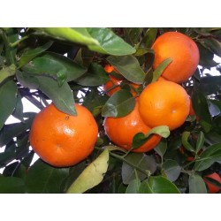 Mandarina Fortuna 10 kg