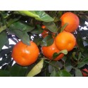 Mandarina Fortuna 10 kg
