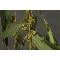 Eucalyptus honey 1 kg