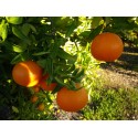Mandarine Clemenvilla