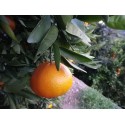 Mandarina Ortanique