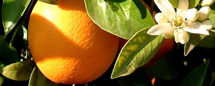 Flor de naranjo